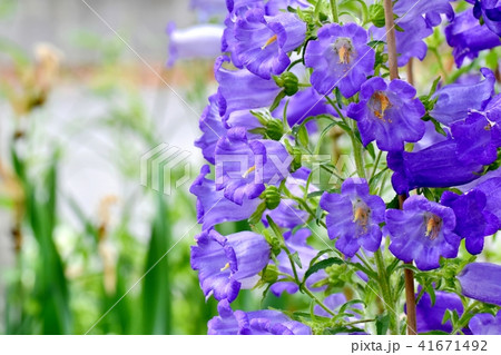 三鷹中原に咲くカンパニュラ 41671492