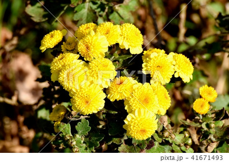 三鷹中原に咲くスプレーギク 41671493