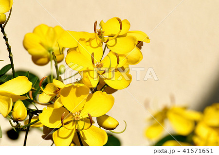 三鷹中原に咲くコバノセンナ 41671651