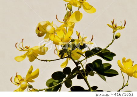 三鷹中原に咲くコバノセンナ 三鷹中原に咲くコバノセンナ 41671653