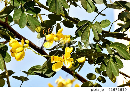 三鷹中原に咲くコバノセンナ 41671659