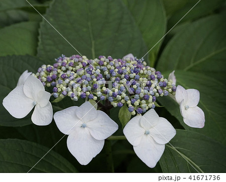 額紫陽花　淡青色　04 41671736