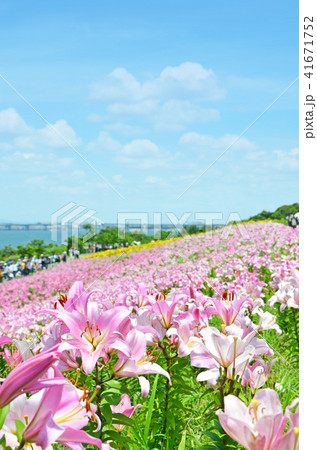 大阪舞洲ゆり園の風景 大阪舞洲ゆり園の風景 41671752