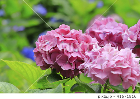ピンク色のアジサイ 初夏の花の写真素材