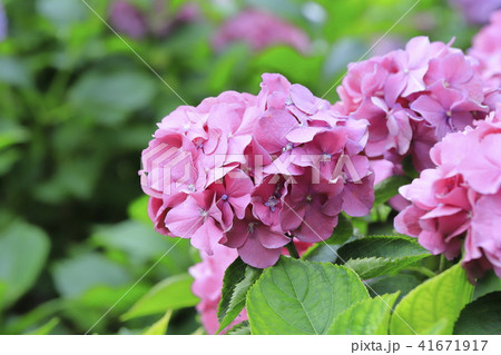 ピンク色のアジサイ 初夏の花の写真素材