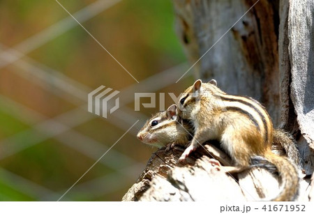 2匹のエゾシマリス 「オホーツクシマリス公園」 2匹のエゾシマリス 「オホーツクシマリス公園」 41671952