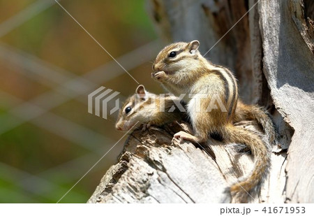2匹のエゾシマリス　「オホーツクシマリス公園」 41671953