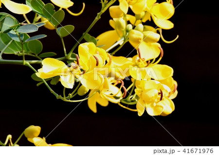 三鷹中原に咲くコバノセンナ 41671976