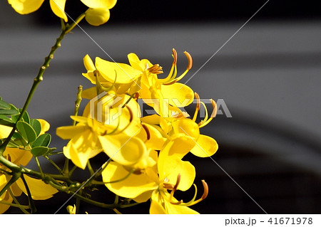 三鷹中原に咲くコバノセンナ 三鷹中原に咲くコバノセンナ 41671978