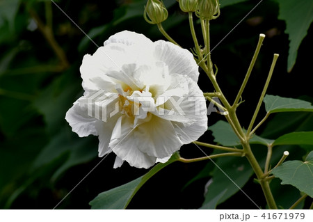 三鷹中原に咲くムクゲ 41671979