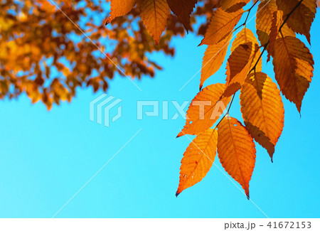 秋の紅葉イメージ（秋の樹木の葉と青空の風景） 41672153