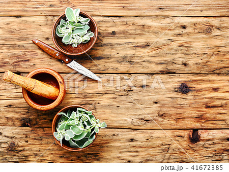 Euphorbia - an ancient means of folk medicine 41672385