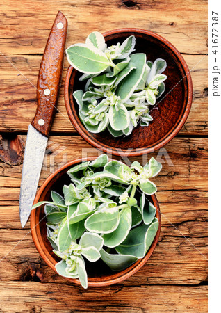 Plant spurge with medicinal properties 41672387