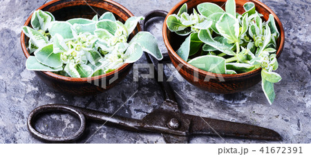 Plant spurge with medicinal properties 41672391