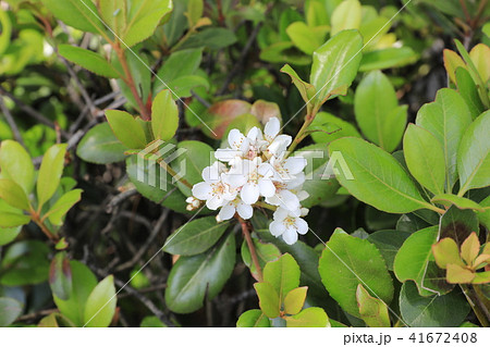 シャリンバイ シャリンバイ 41672408