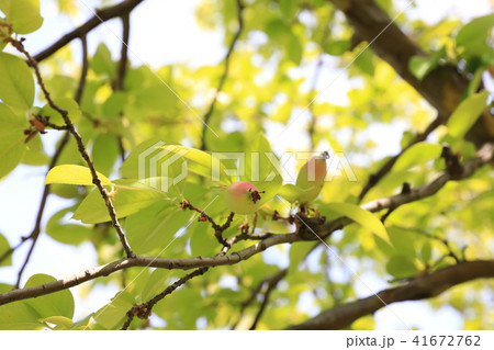 カリン カリン 41672762