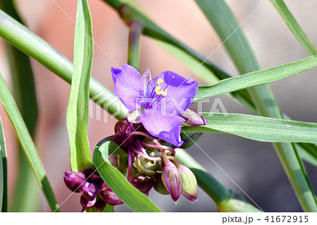 三鷹中原に咲くムラサキツユクサ 三鷹中原に咲くムラサキツユクサ 41672915