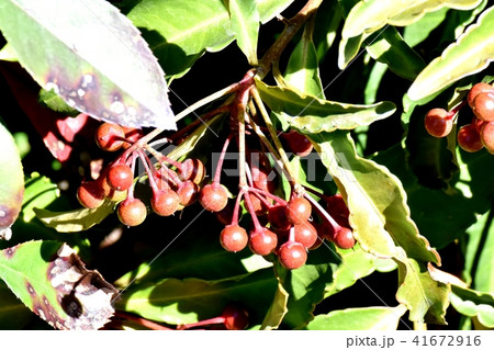 三鷹中原になる未完熟なマンリョウの実 41672916