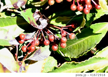 三鷹中原になる未完熟なマンリョウの実 41672918