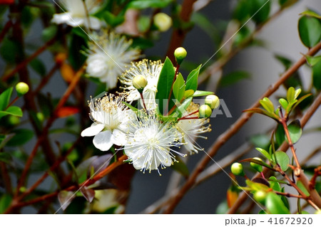 三鷹中原に咲くギンバイカ 41672920