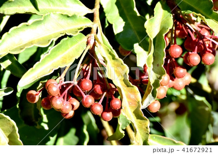 三鷹中原になる未完熟なマンリョウの実 41672921