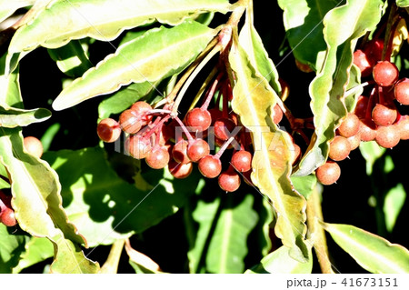 三鷹中原になる未完熟なマンリョウ 41673151