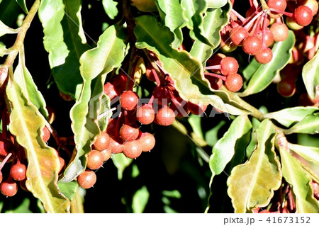 三鷹中原になる未完熟なマンリョウ 41673152