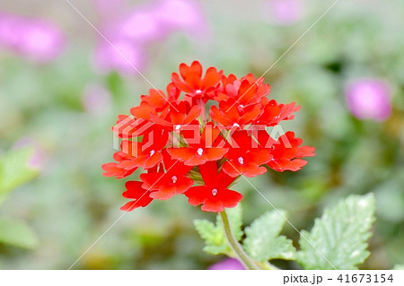 三鷹中原に咲くバーベナ 三鷹中原に咲くバーベナ 41673154