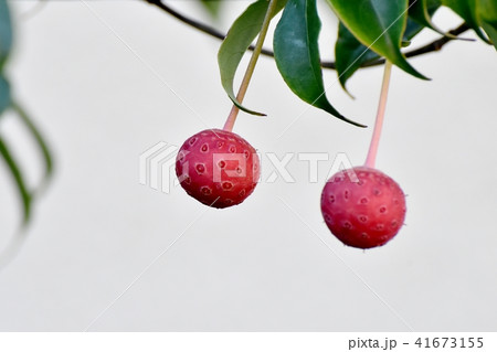 三鷹中原になるヤマボウシの赤い実 41673155