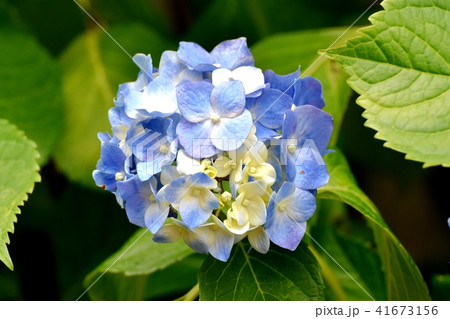 三鷹中原に咲くアジサイ 41673156