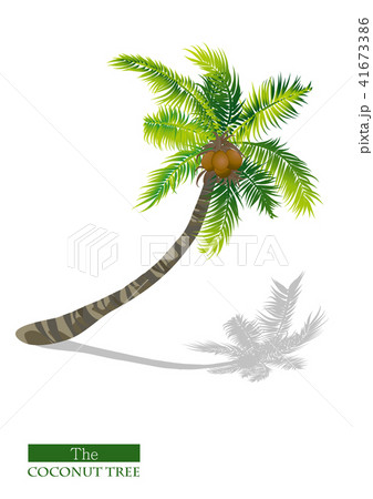 ココナツ 椰子の実 ヤシの実 41673386