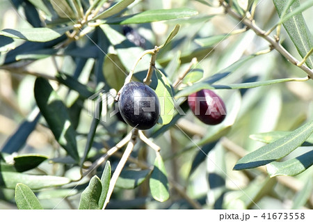 三鷹中原になるオリーブの実 41673558