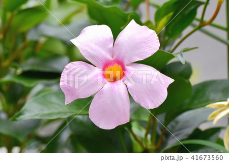 三鷹中原に咲くピンクのサンパラソル マンデビラ の写真素材
