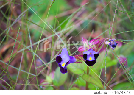 パンジーやビオラみたいな花 パンジーやビオラみたいな花 41674378