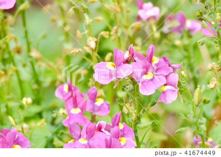 三鷹中原に咲くリナリア 41674449