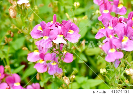 三鷹中原に咲くリナリア 三鷹中原に咲くリナリア 41674452