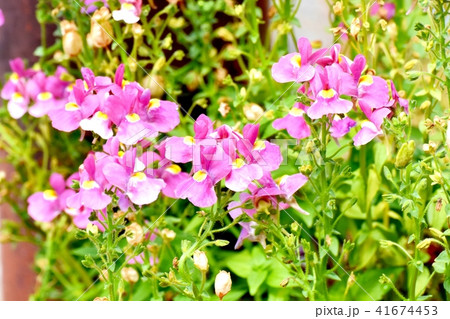 三鷹中原に咲くリナリア 41674453