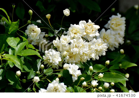 三鷹中原に咲く白いモッコウバラ 41674530