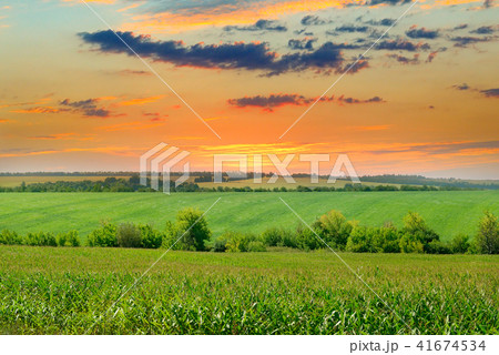 corn field and sunrise on blue sky 41674534