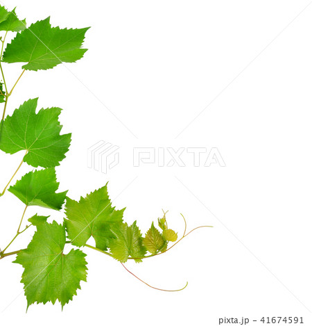 Vine and leaves isolated on white. Vine and leaves isolated on white. 41674591