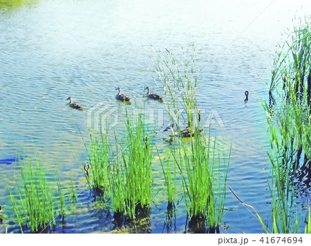 なぎさの池の鴨 S_002 41674694