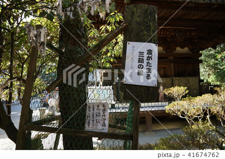 石手寺 愛媛県 三鈷の松 41674762