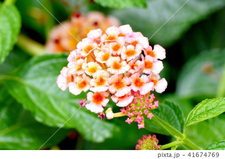 三鷹中原に咲くランタナ 41674769