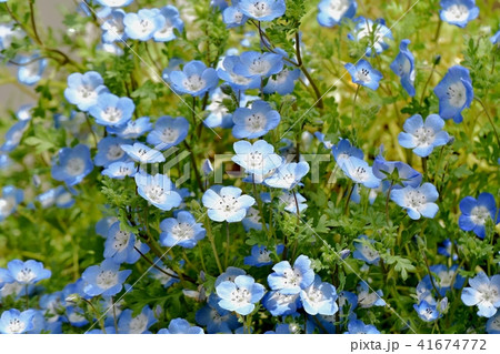 三鷹中原に咲くネモフィラ 41674772