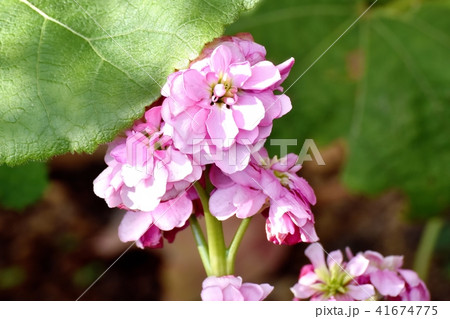 三鷹中原に咲くピンクのストック 41674775