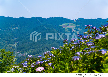 美の山 谷向こうの牧草地 斜面のアジサイの前ボケ b 美の山 谷向こうの牧草地 斜面のアジサイの前ボケ b 41674779