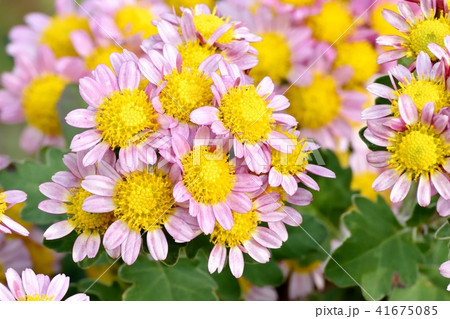 三鷹中原に咲くピンクのスプレーギク 41675085