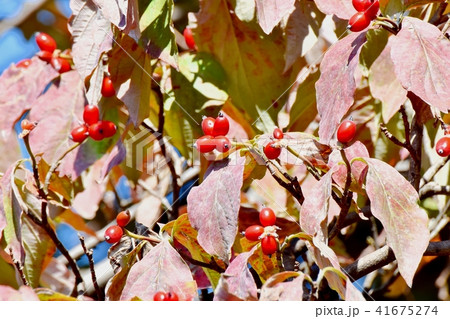 三鷹中原になるハナミズキの実 41675274