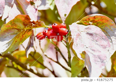 三鷹中原になるハナミズキの実 41675275