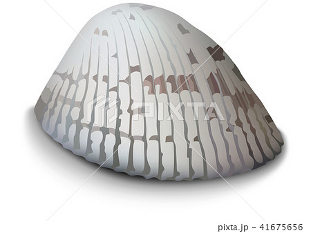 Clam on a White Background Clam on a White Background 41675656